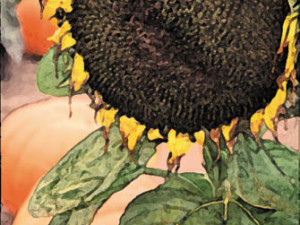 Santa Barbara Sunflower - Catherine Lee Neifing