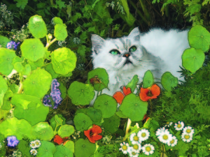 White Cat in a Garden - Catherine Lee Neifing